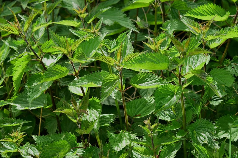 Wizardry herbs